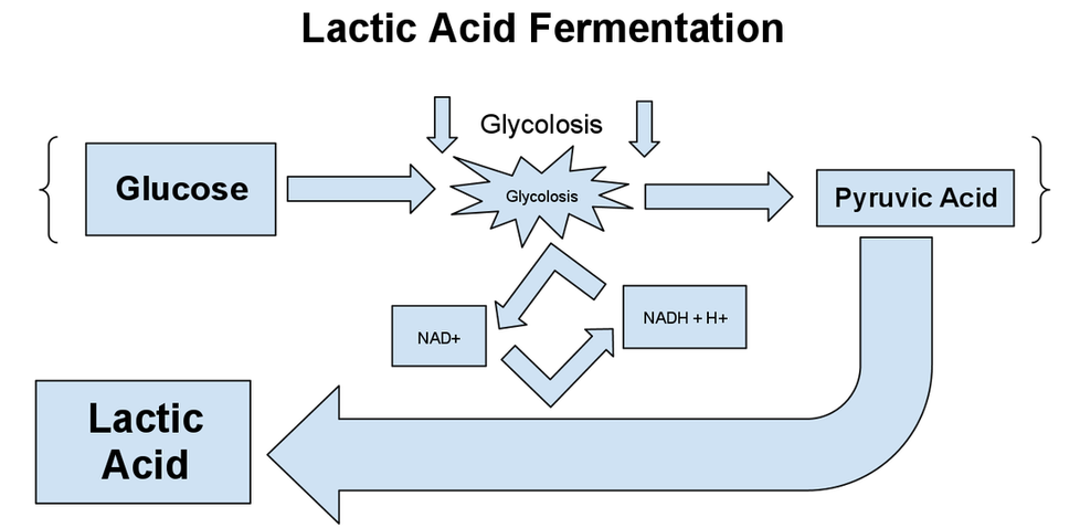 A diagram showing the formula for the process of lactic acid fermentation