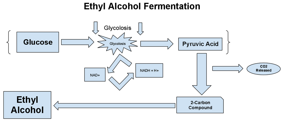 A diagram showing the process of ethyl alcohol fermentation