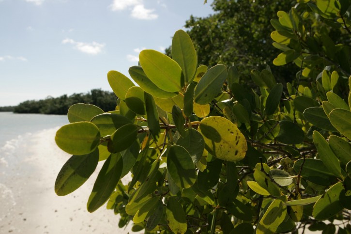 Red Mangrove Leaves - Public Domain