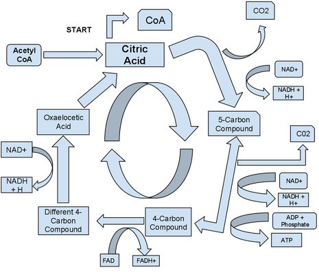 A diagram showing the process of the Krebs Cycle converting citric acid acetyl CoA NAD NADH NAD+