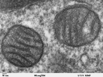 Mitochondria from Lung cells